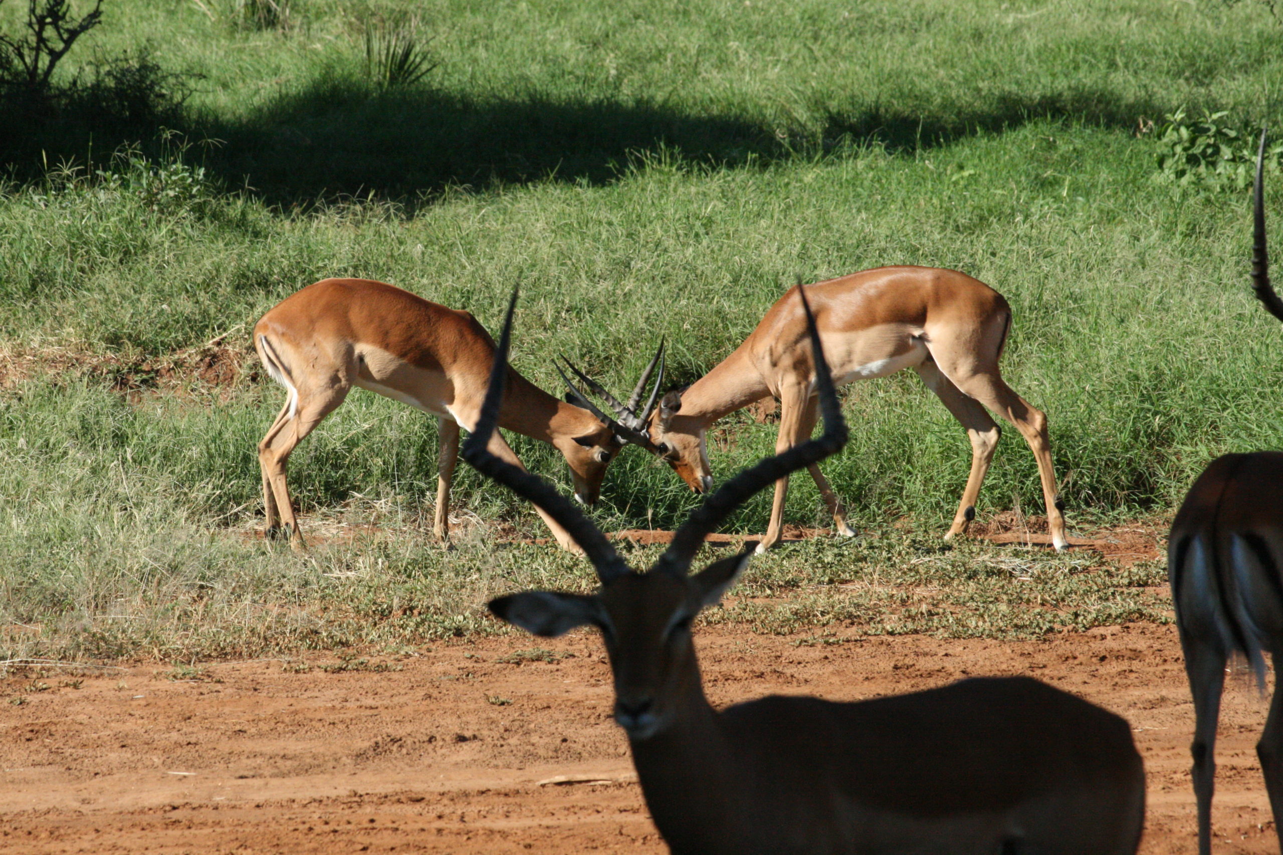 Samburu, Kenya 2008